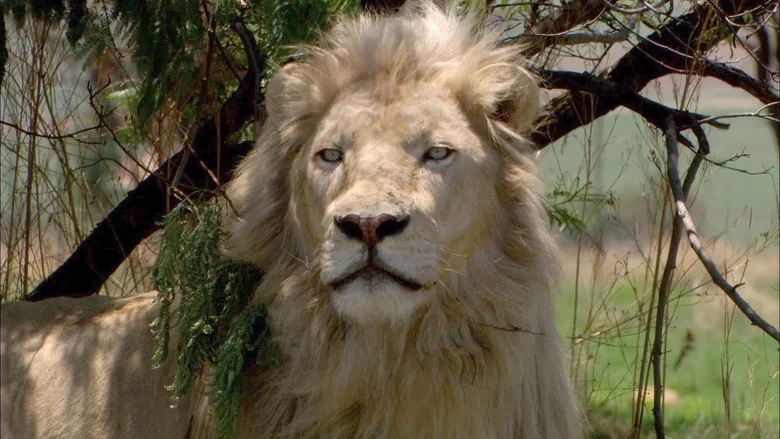 White Lion screenshot 1