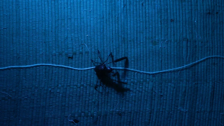 Aracne (ou a araña que non podía tecer) screenshot 1
