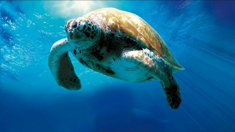 Turtle: The Incredible Journey screenshot 2