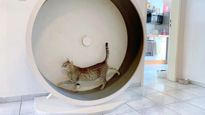 Das geheime Wesen der Katzen screenshot 1