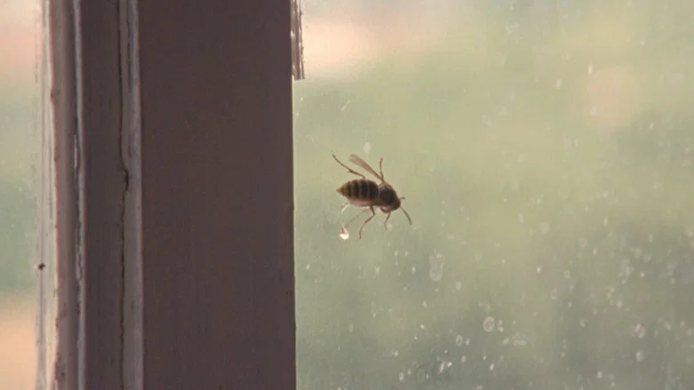 Wasp screenshot 7