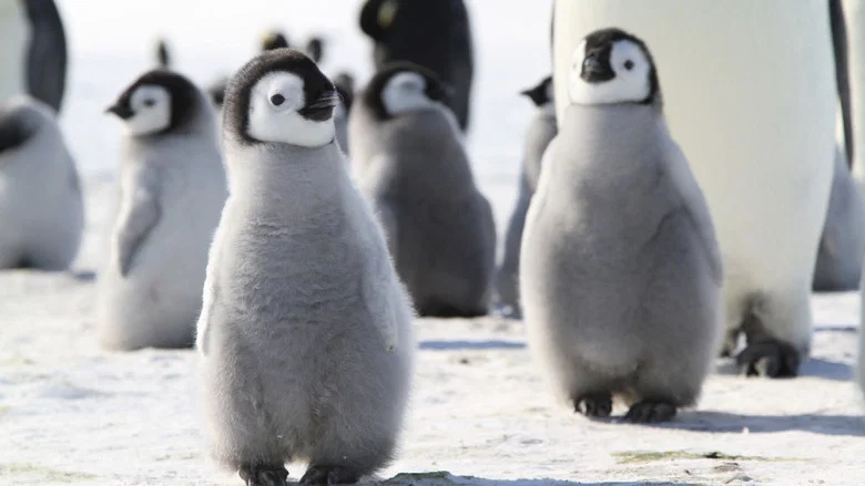 Pengi and Sommi screenshot 1