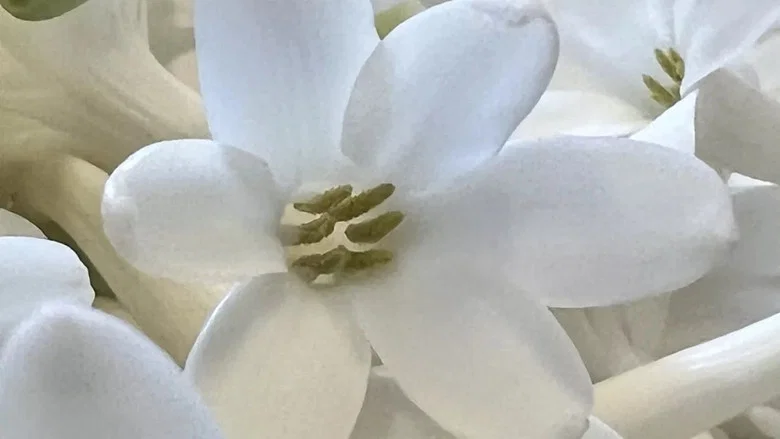 Fleurs à parfum, retour en Grasse screenshot 2