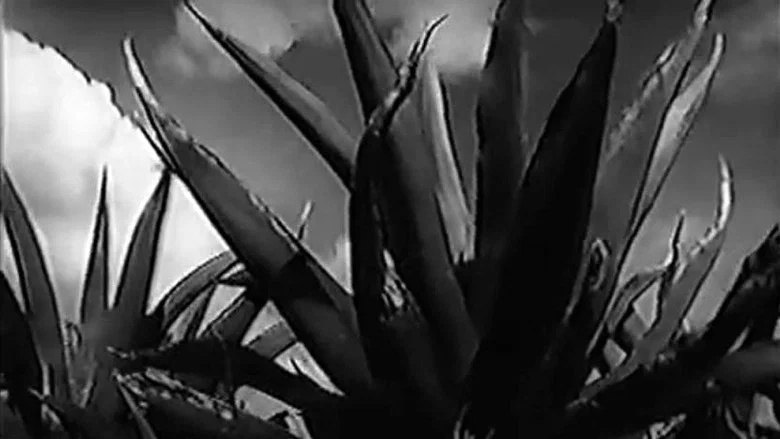 Magueyes screenshot 3