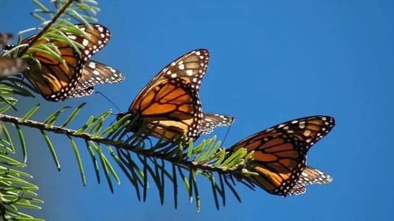 The Incredible Journey of the Butterflies screenshot 1
