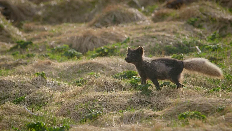 The Arctic Fox: Still Surviving screenshot 2