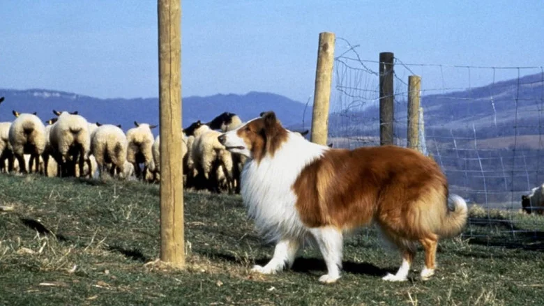 Lassie screenshot 5
