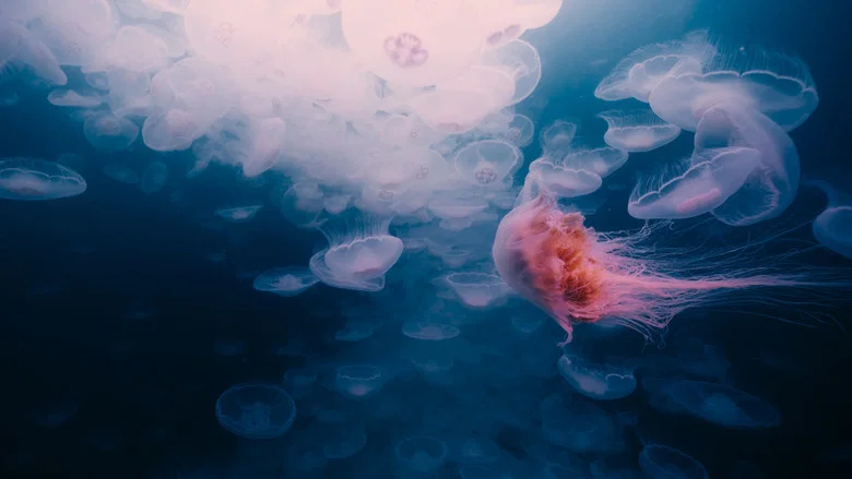 Voyage of Time: Life's Journey screenshot 8