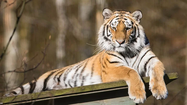 Siberian Tiger, The Secret Kingdom screenshot 1