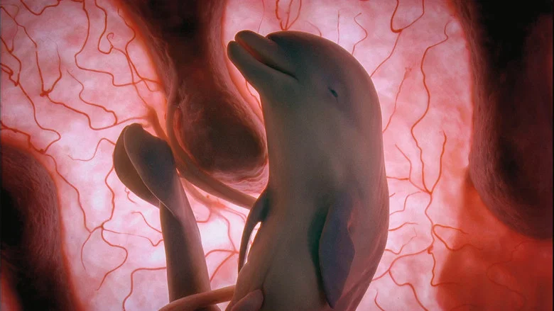 In The Womb: Animals screenshot 2