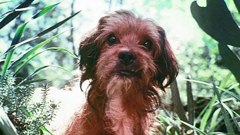 Benji screenshot 8