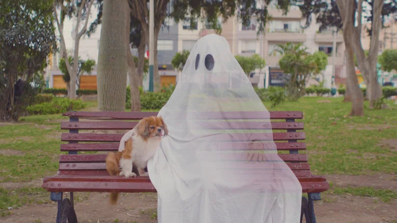 Dogs Being Dogs screenshot 1