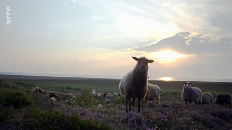 Sylt - Wellen, Wind und Watt screenshot 7