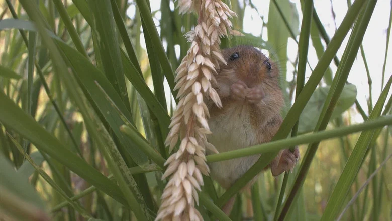 The Harvest Mouse: Grassland Acrobat screenshot 2
