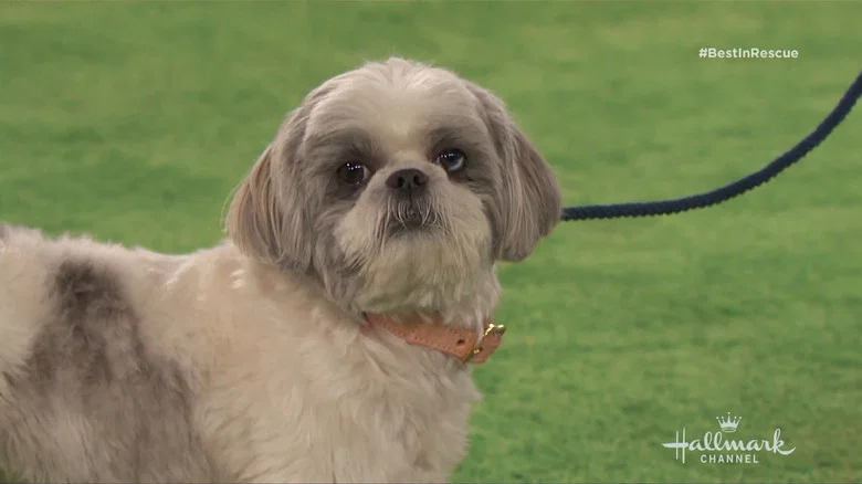 The 2018 American Rescue Dog Show screenshot 8