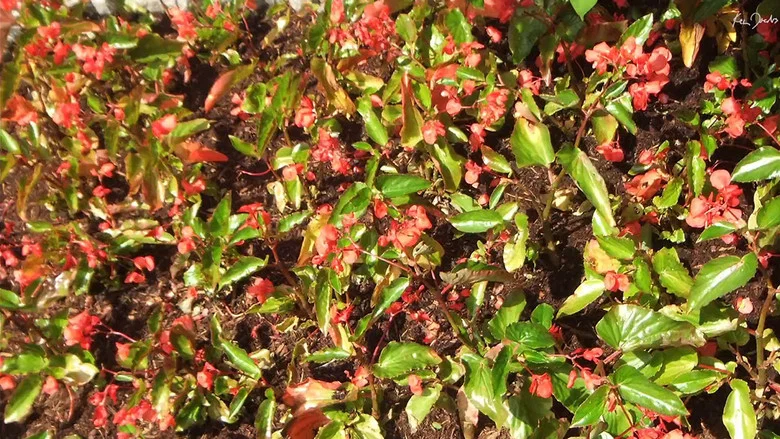 Red Green screenshot 1