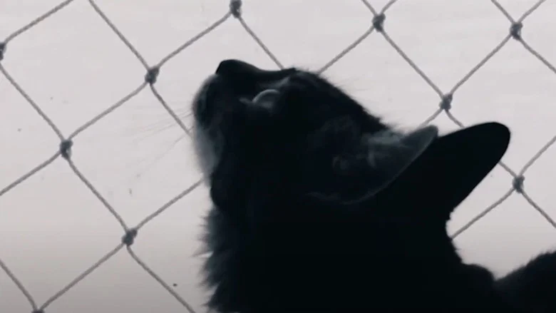 (2) Beings in Transformation screenshot 3