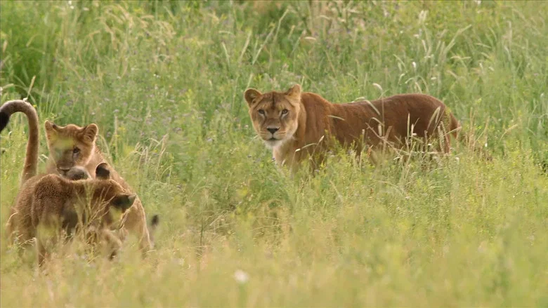 Lion Ark screenshot 5