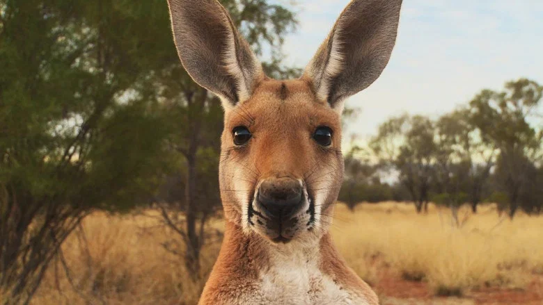 Kangaroo: A Love-Hate Story screenshot 2