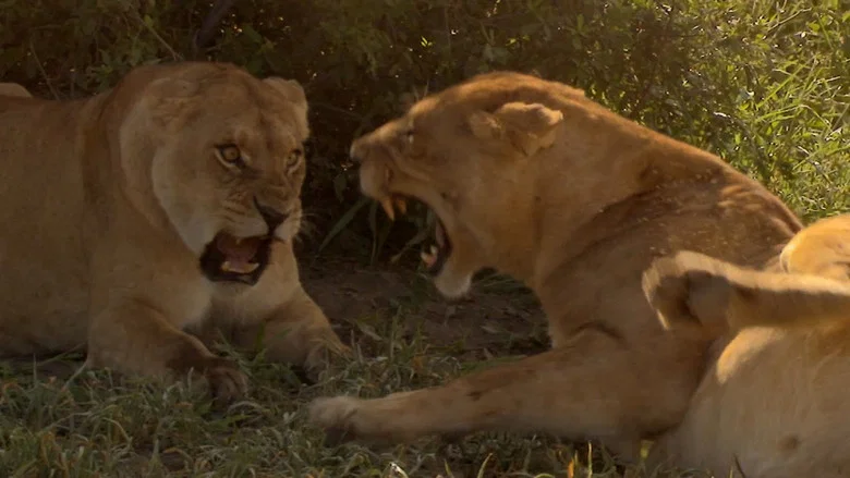 Birth of a Pride screenshot 4