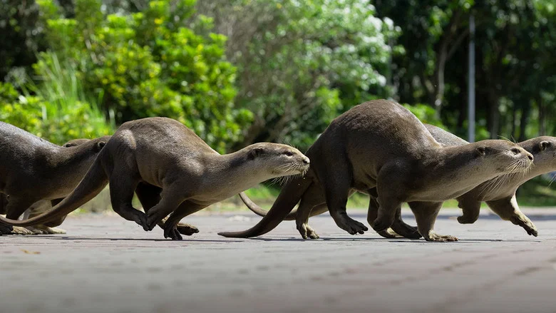 Uptown Otters screenshot 1