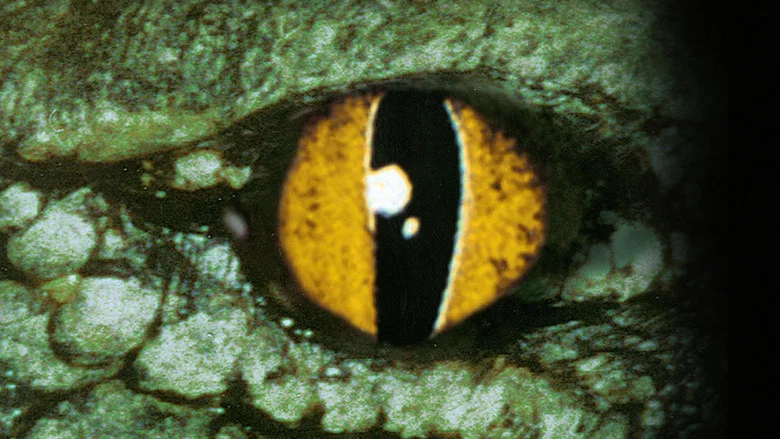 Crocodile screenshot 5