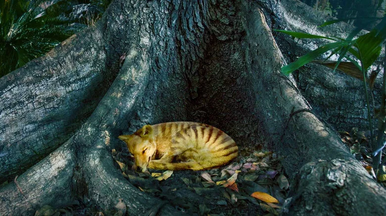 Tiger on the Rocks screenshot 3